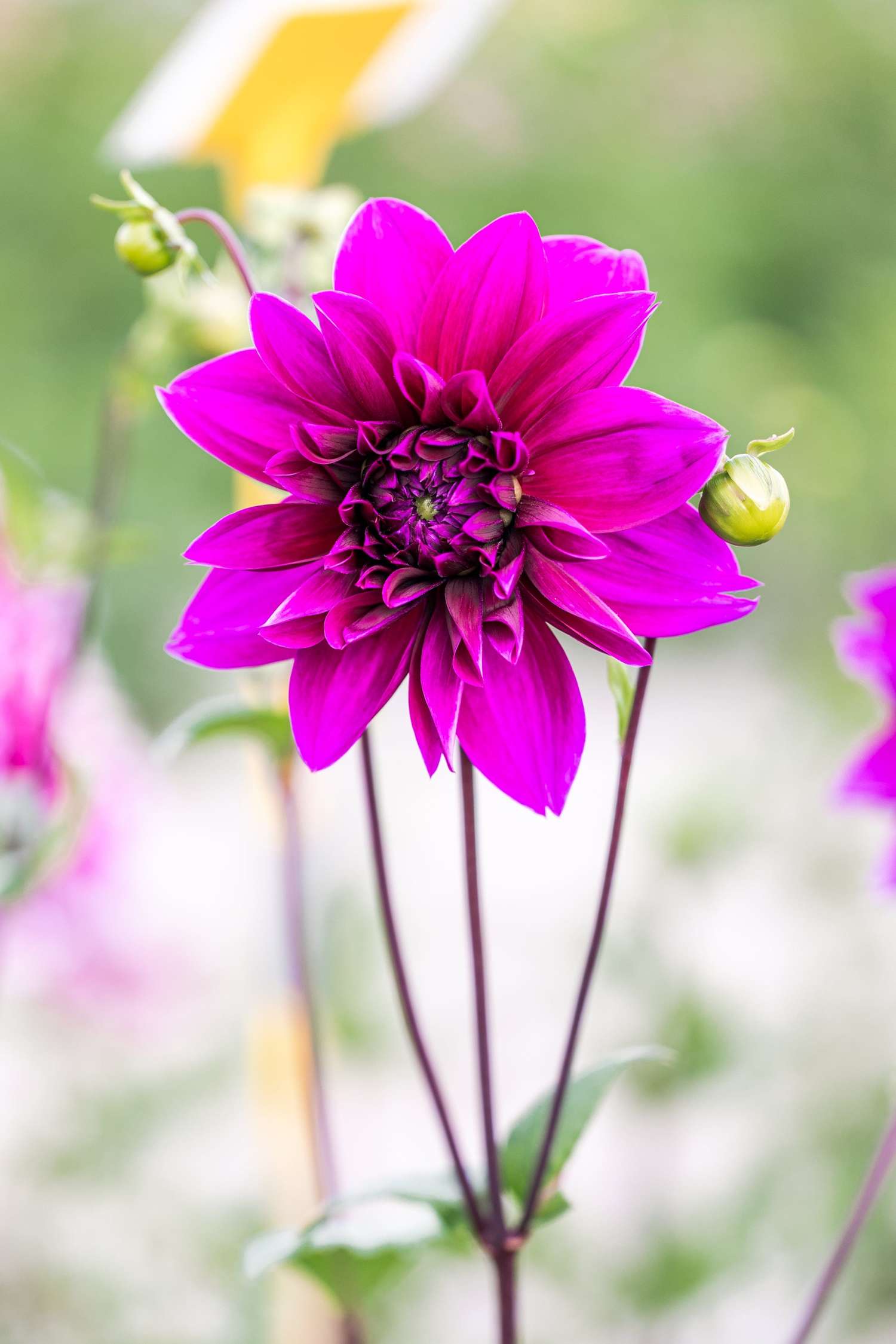 Dahlie 'Thomas A. Edison'